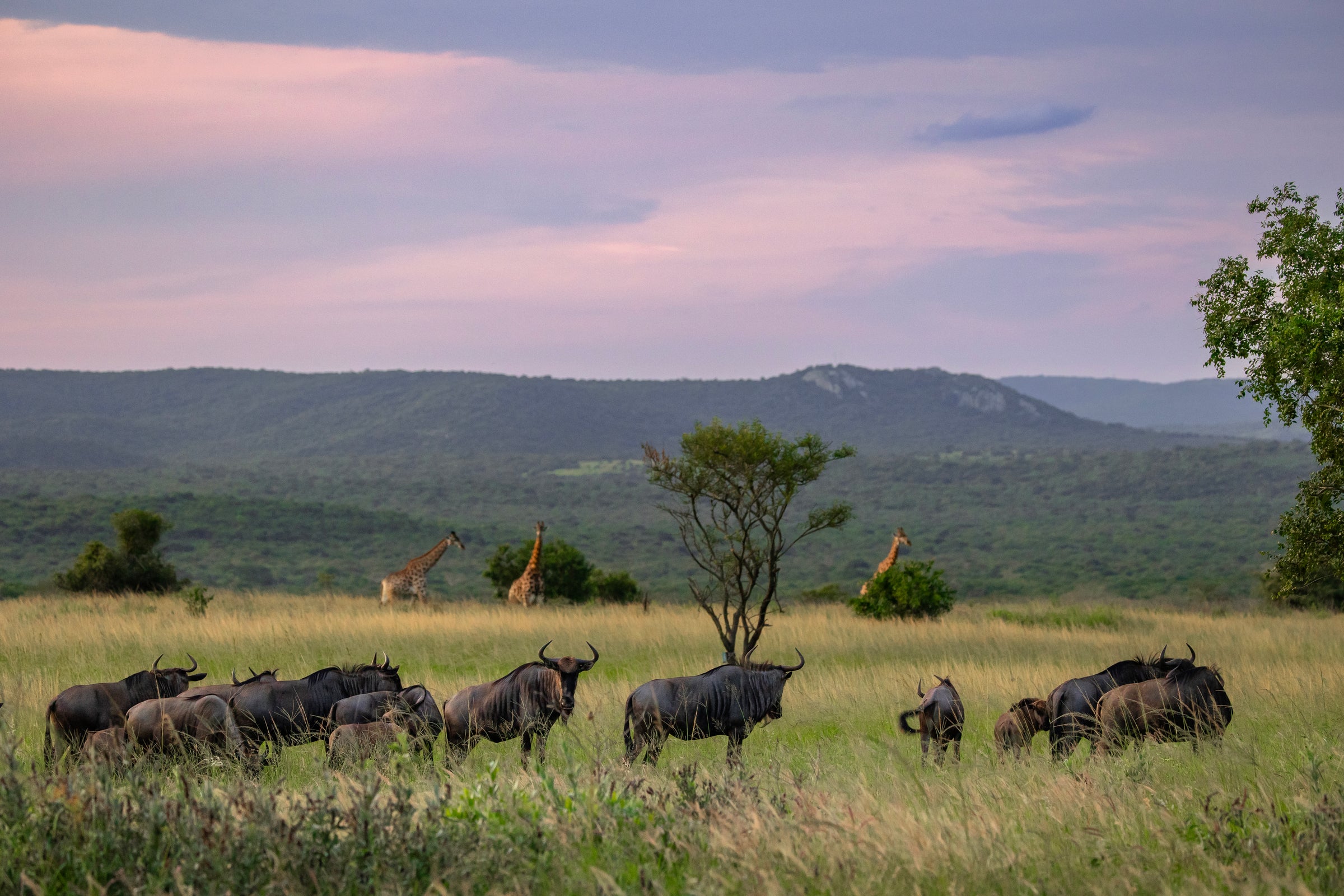 Botswana Impact Safari