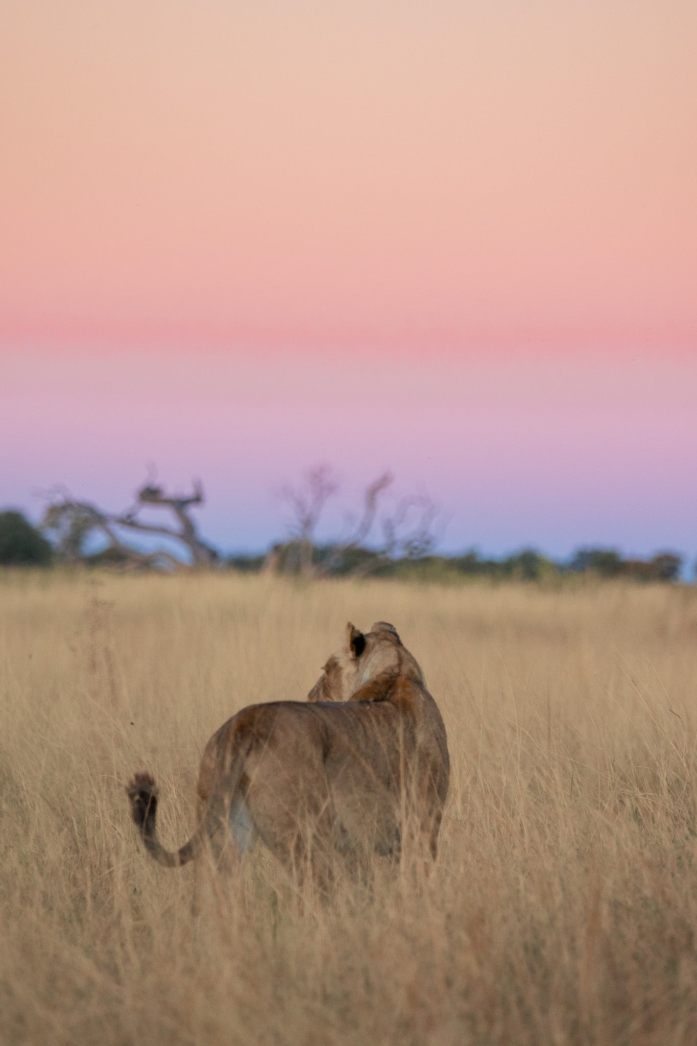 Botswana Impact Safari