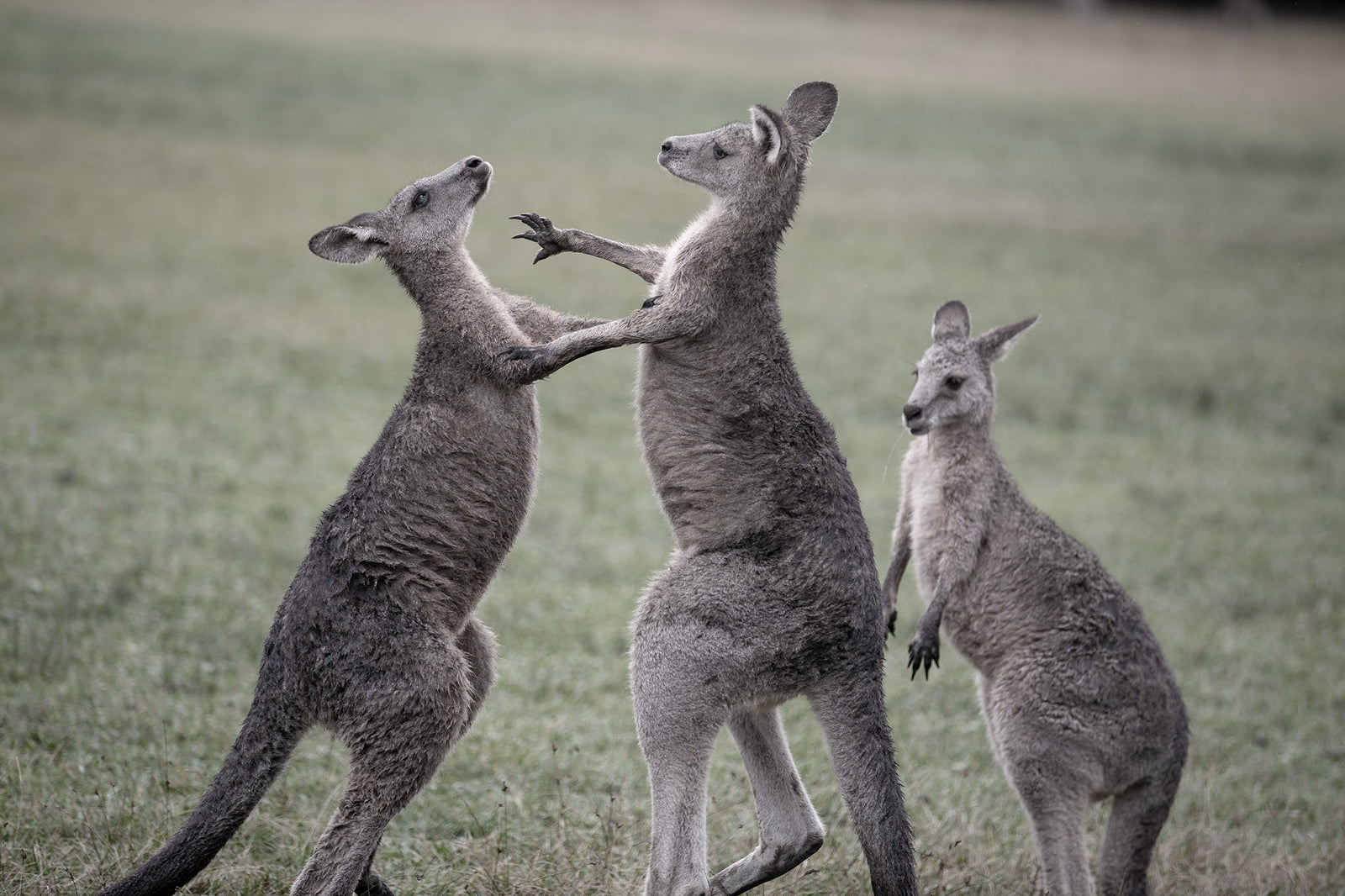 Australia